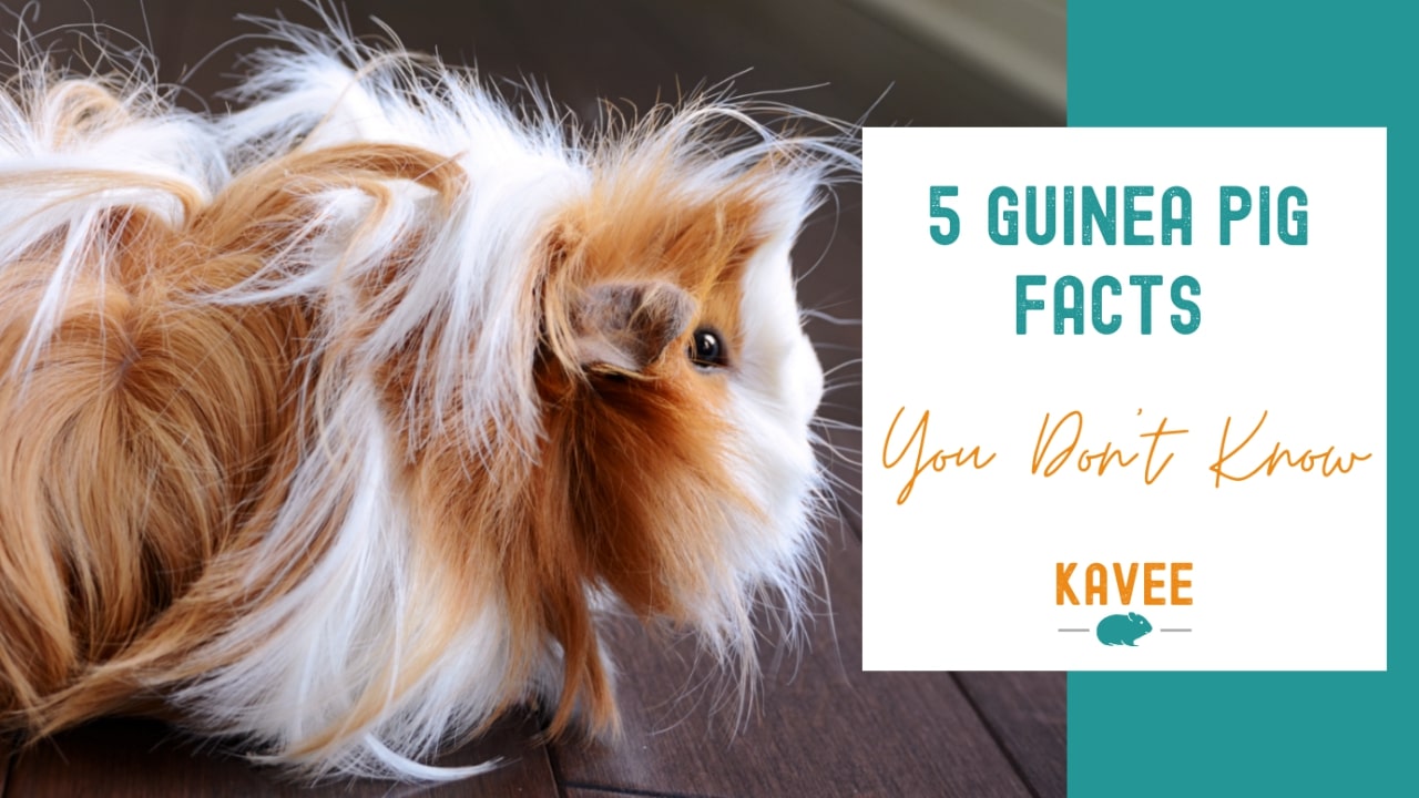 5 Guinea Pig Facts