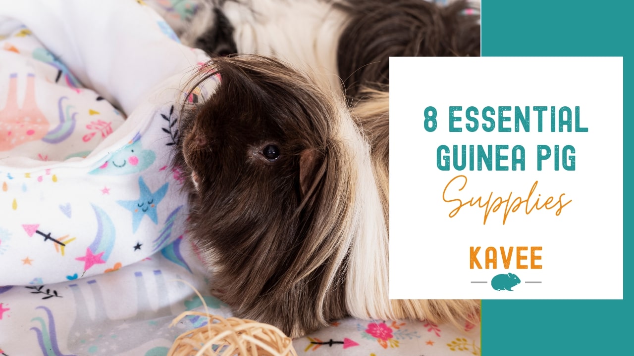 8 essential guinea pig supplies