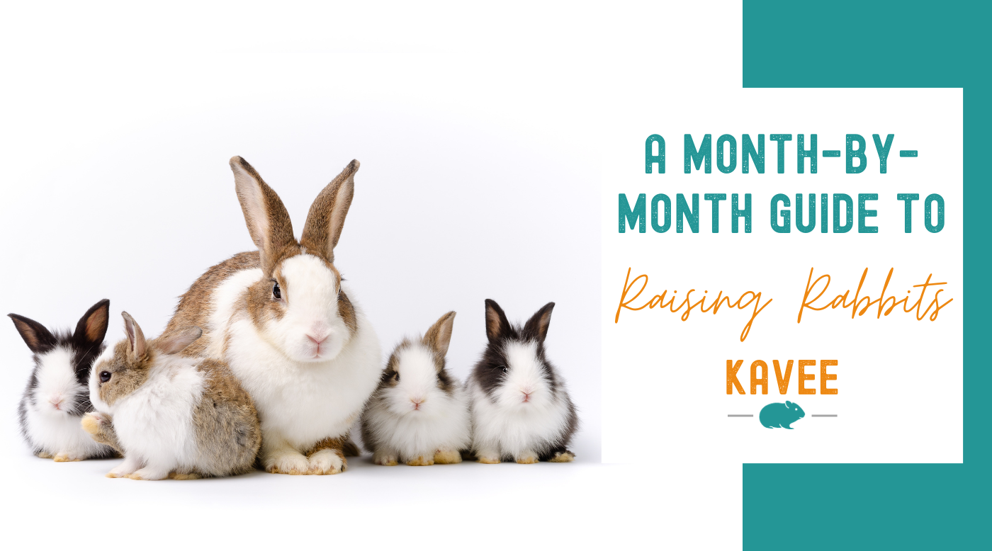 Raising Rabbits: A Month-by-Month Guide for First-Time Owners