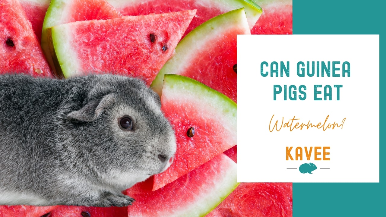 Can guinea pigs eat watermelon?