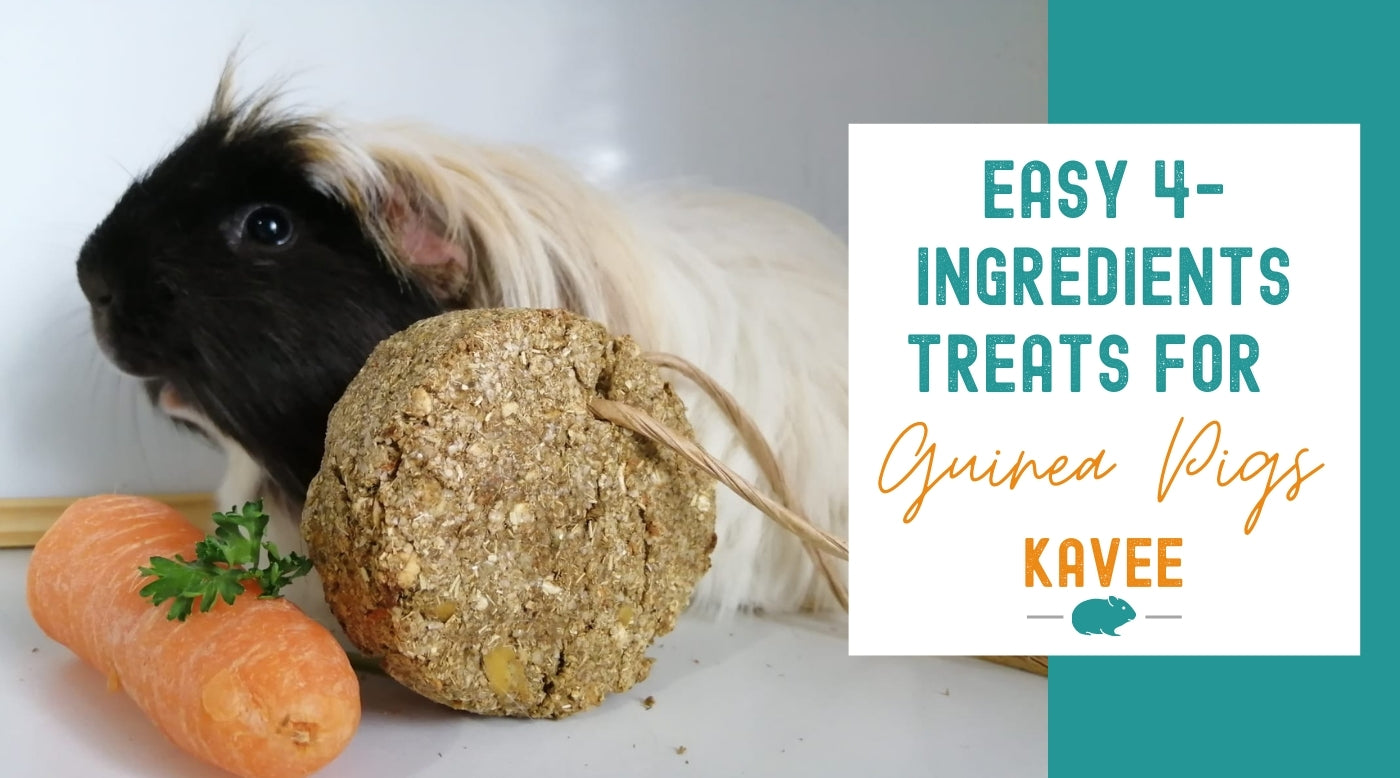 Easiest Homemade Treats for Guinea Pigs Recipe Kavee Blog USA