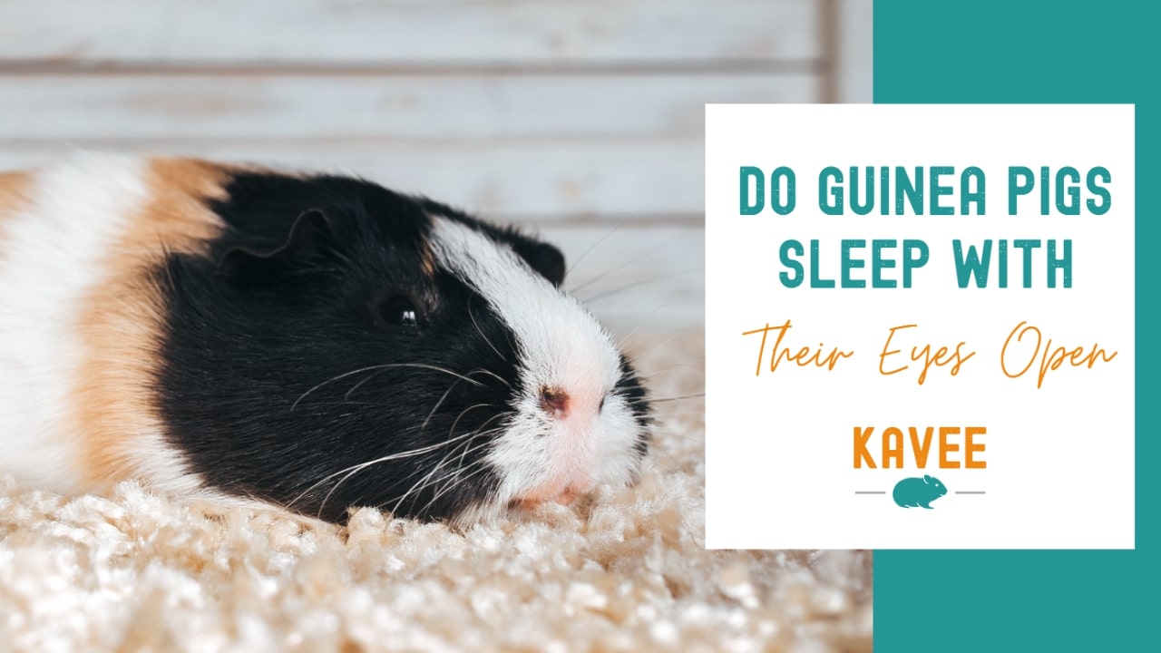 Guinea pig sleeping with eyes open