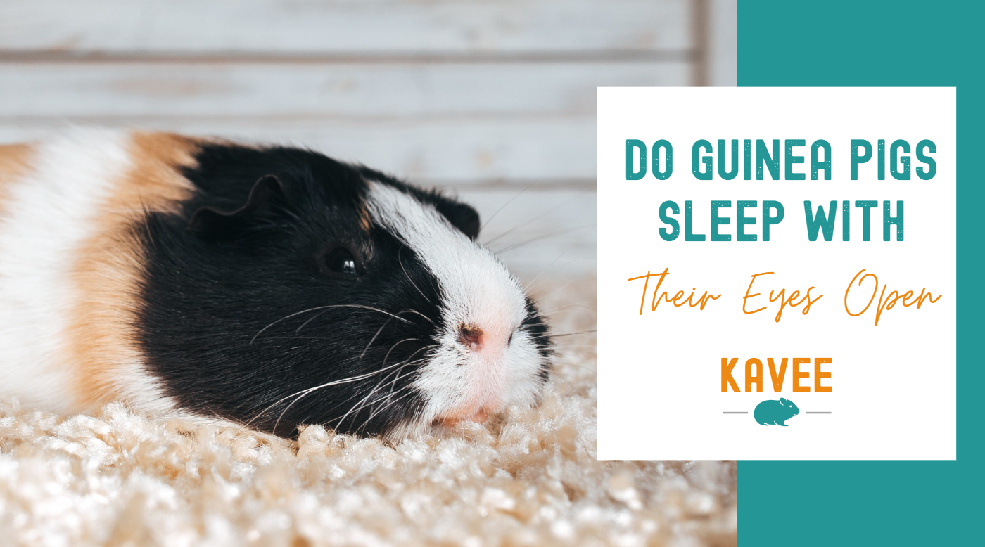 Do Guinea Pigs Sleep with their Eyes Open? | Kavee