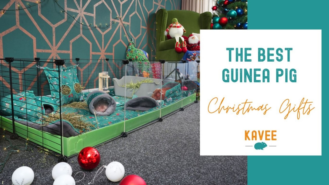 Guide to the best Christmas gifts for Guinea Pigs