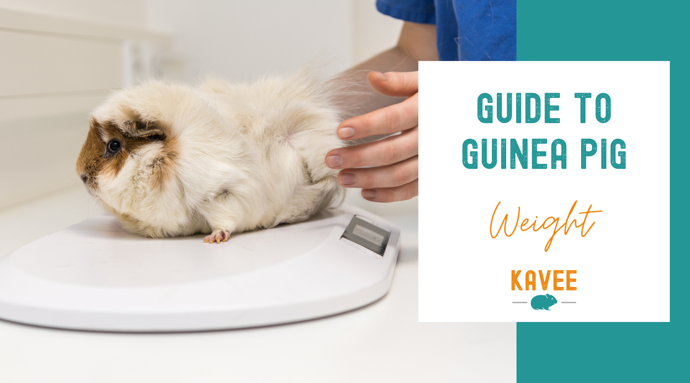 How Big Do Guinea Pigs Get? | How to Weight Guinea Pigs