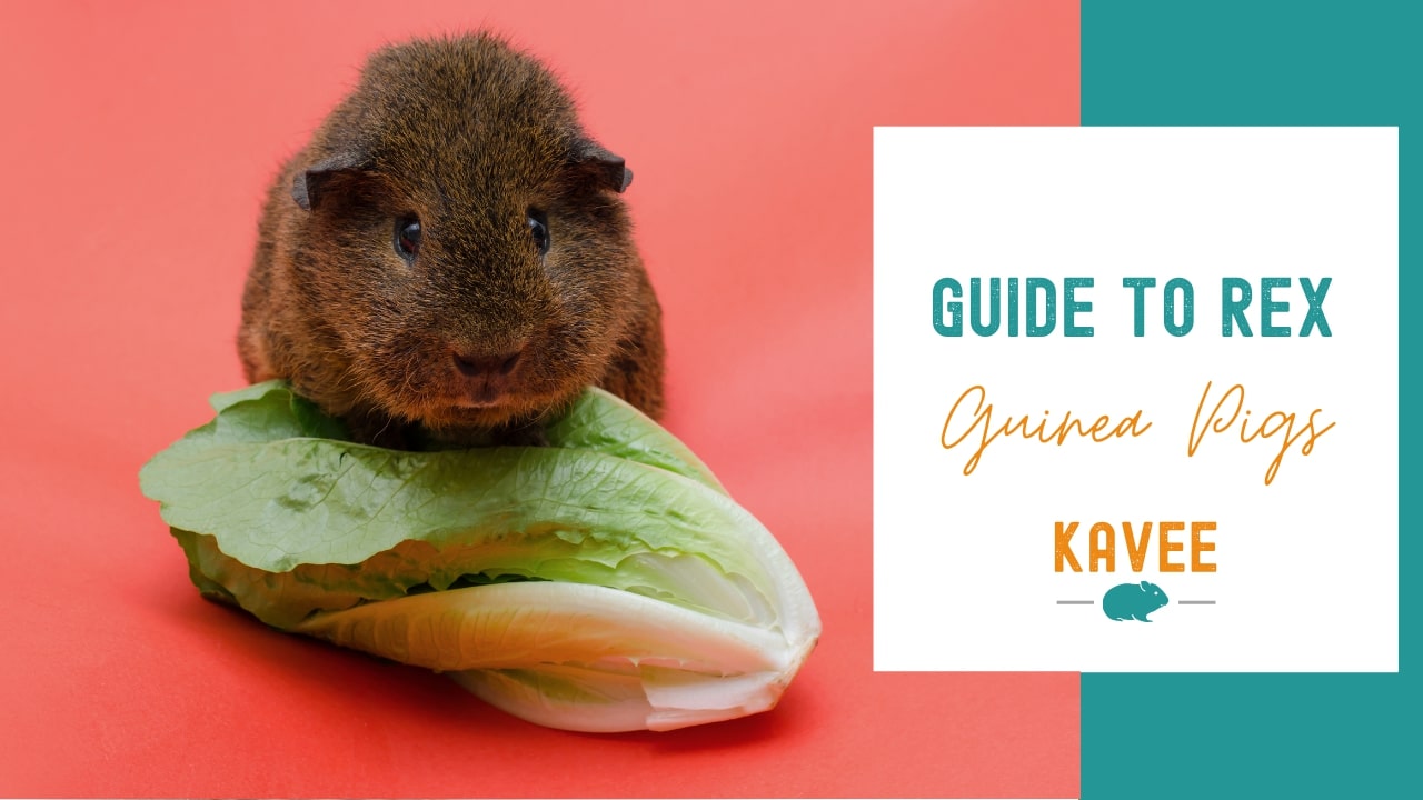 Guide to rex guinea pigs