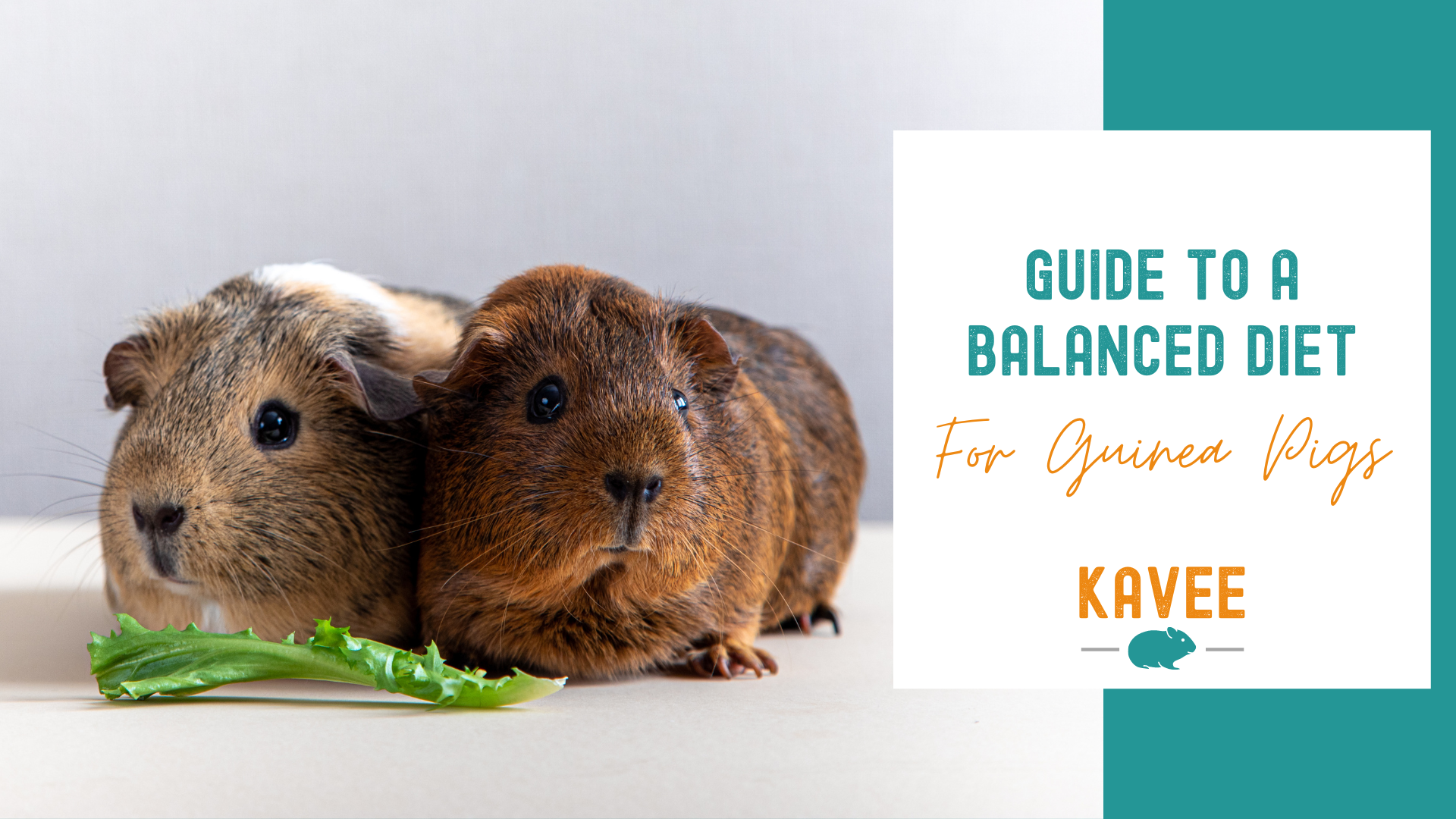 How much food for guinea pigs best sale