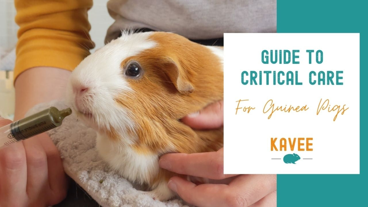 Guinea pig being syringe fed critical care