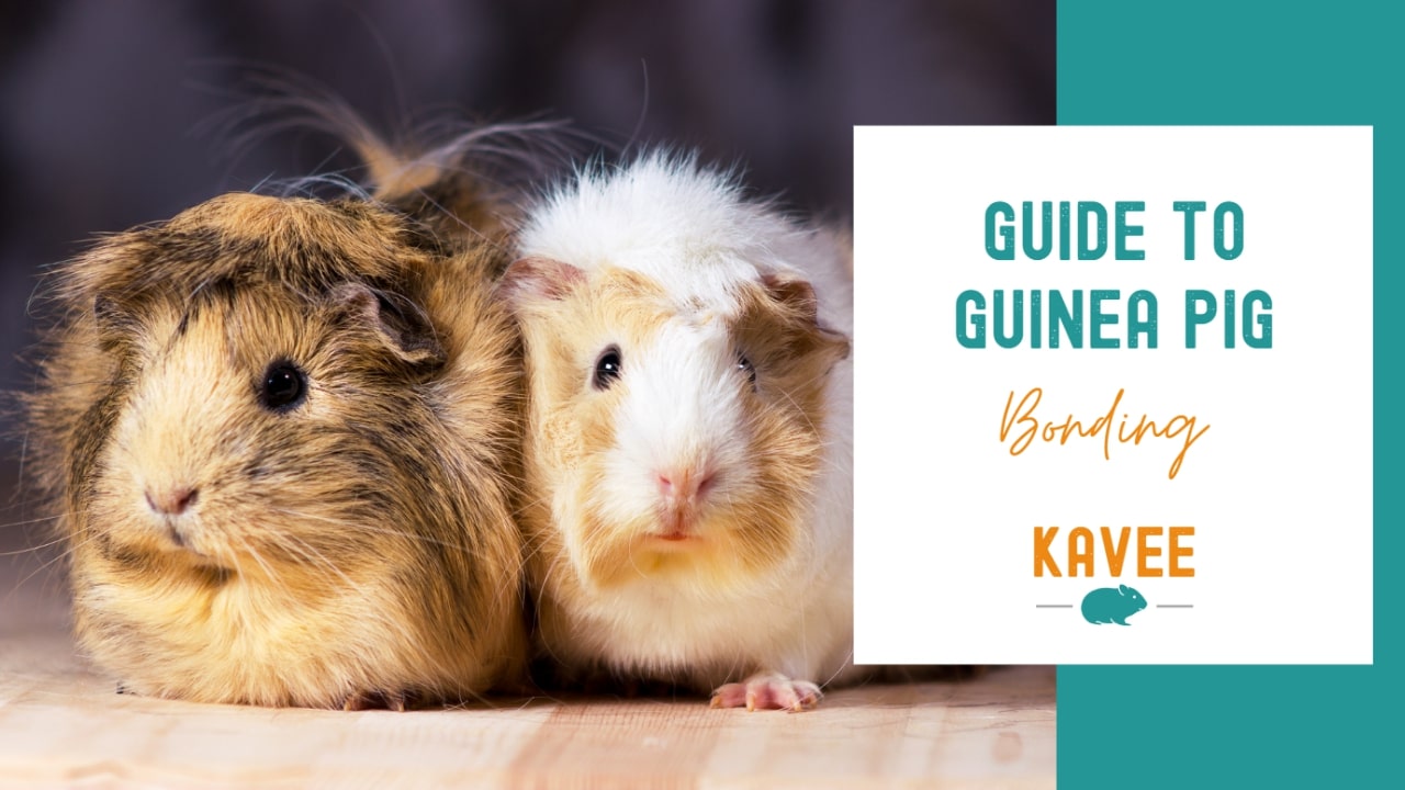 Guide to Guinea Pig Bonding