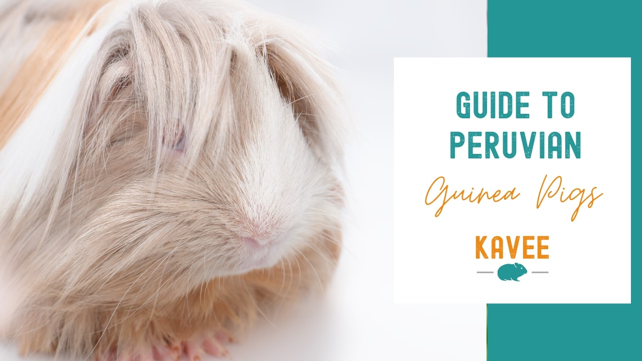 Guide to peruvian guinea pigs