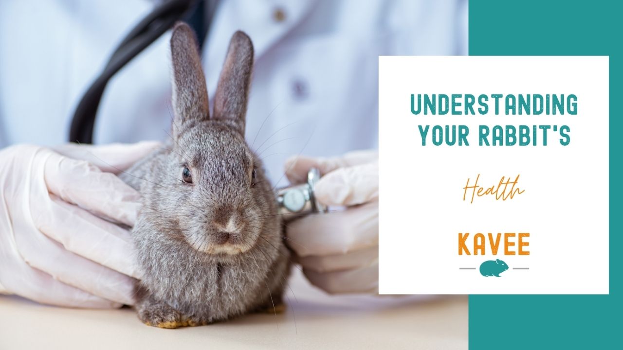 Understanding your rabbit's health