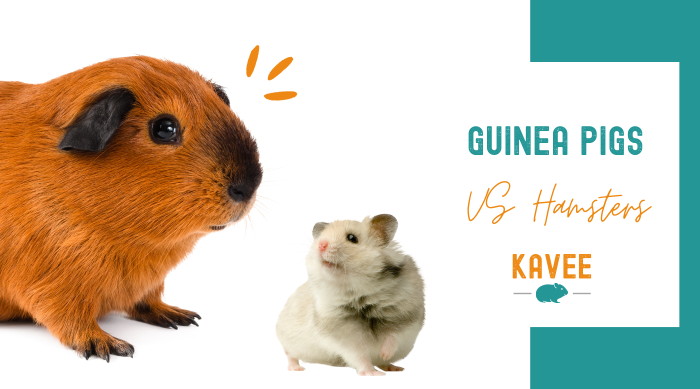 Do guinea pigs eat insects best sale