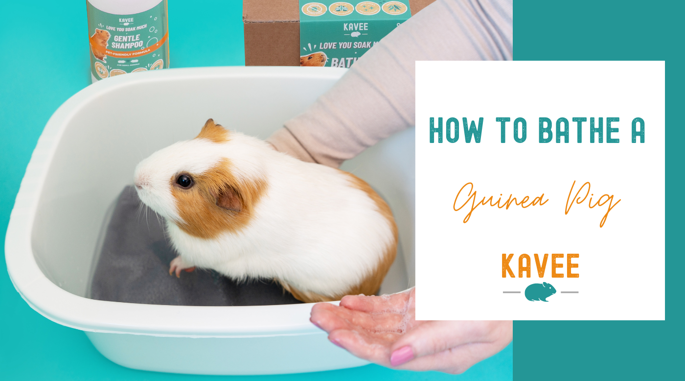 How to Bathe a Guinea Pig Step by Step Guide