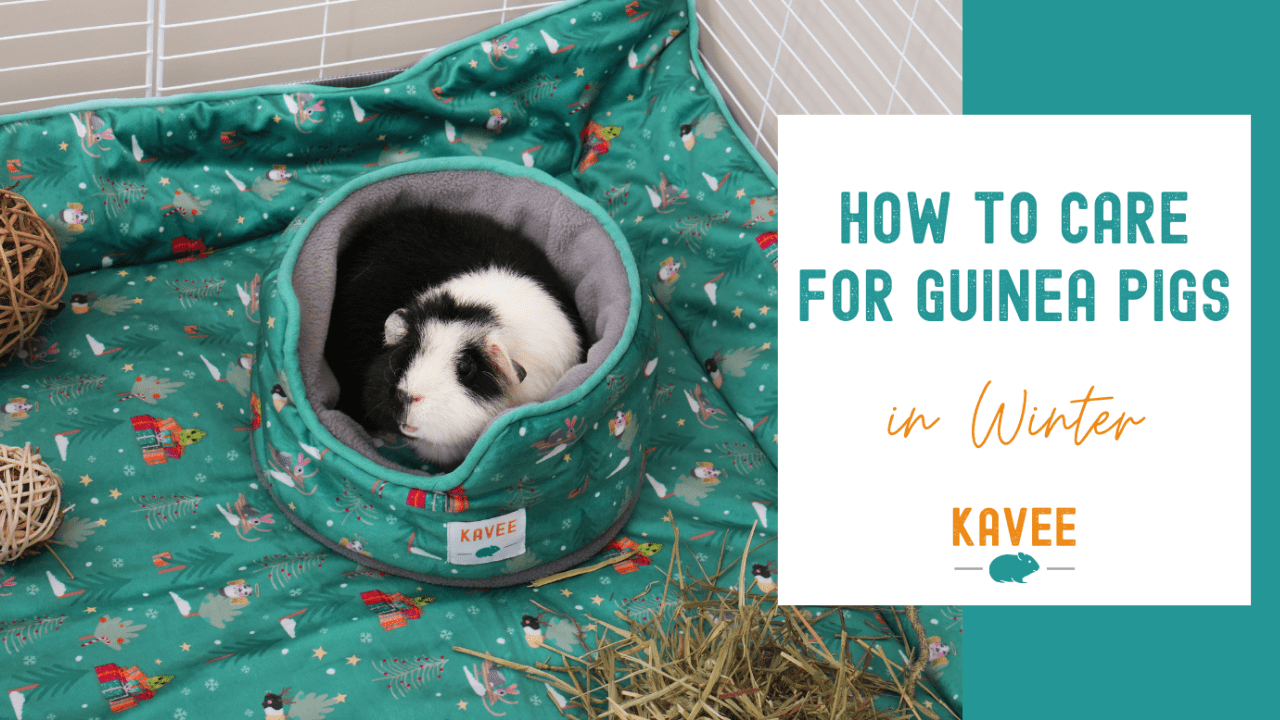 How to Care for Guinea Pigs in Winter