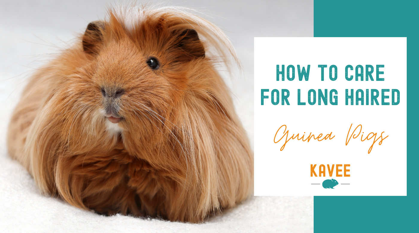 The Ultimate Guide to Caring for Long-Haired Guinea Pigs