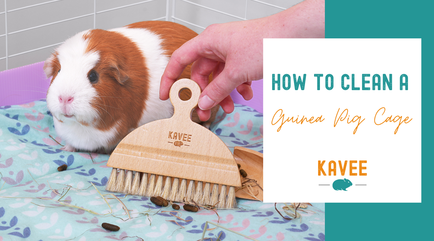 Way to clean guinea fashion pig poop