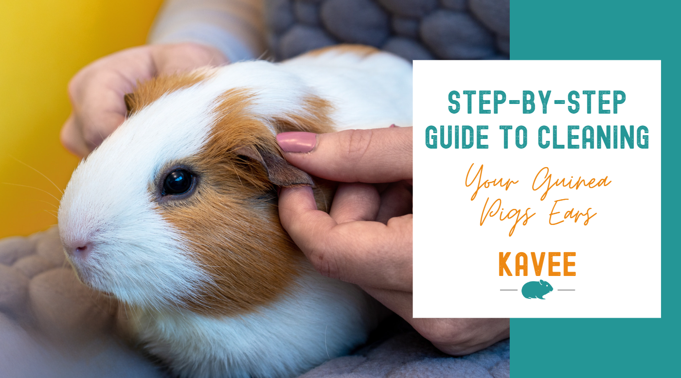 How to clean a guinea pig's ears