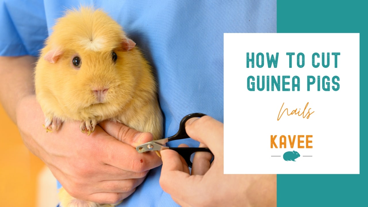 How to cut guinea pigs nails blog