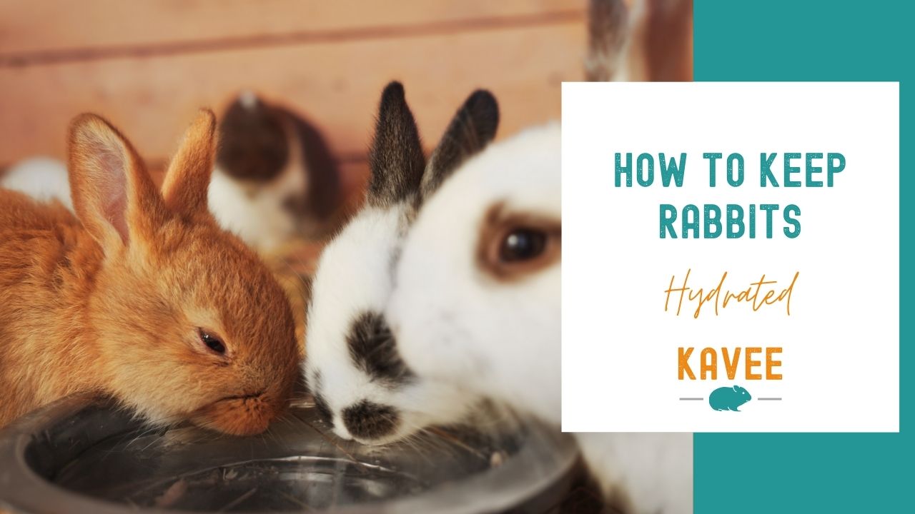 How to ensure your bunny is hydrated