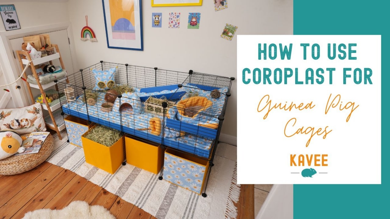 Can You Use Bird Paper for Guinea Pig Cage Reddit: Expert Tips