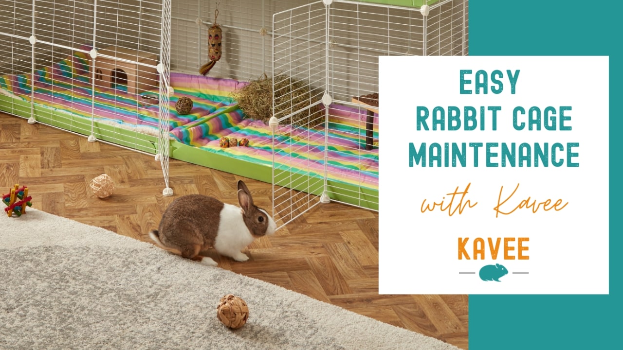 Easy Rabbit Cage Maintenance with Kavee Cages