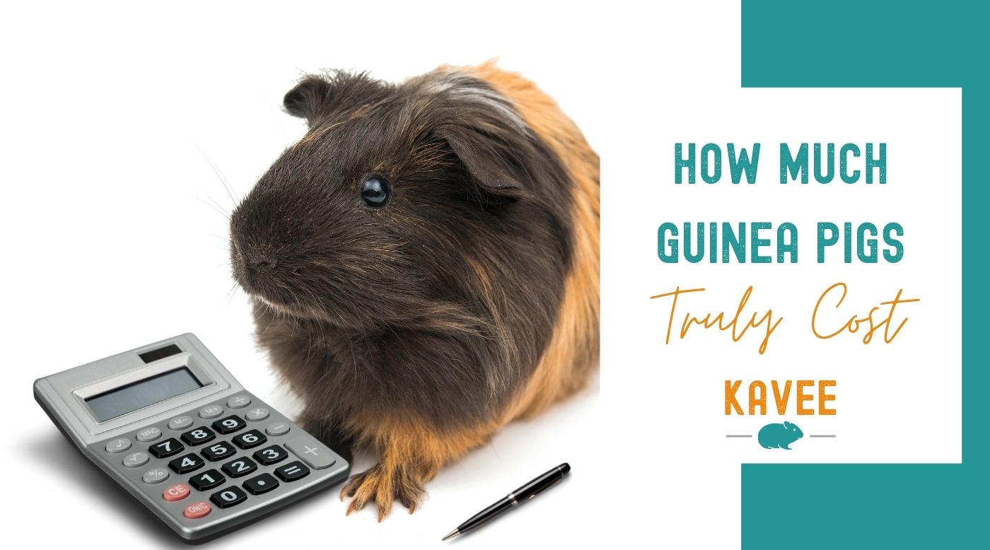 Are Guinea Pigs Expensive To Take Care: True Cost Revealed!