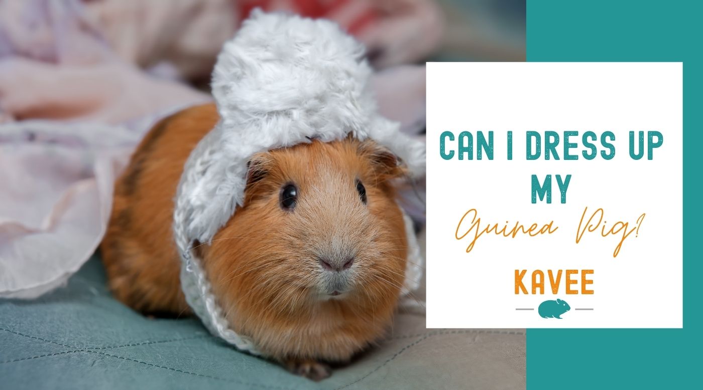 Clothes for guinea pigs best sale