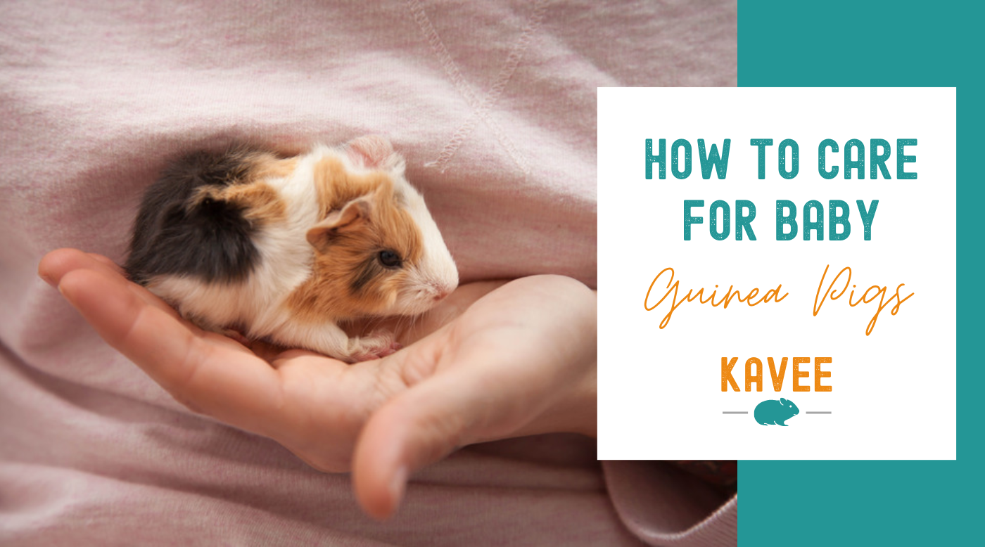 How much to feed a guinea pig a day best sale