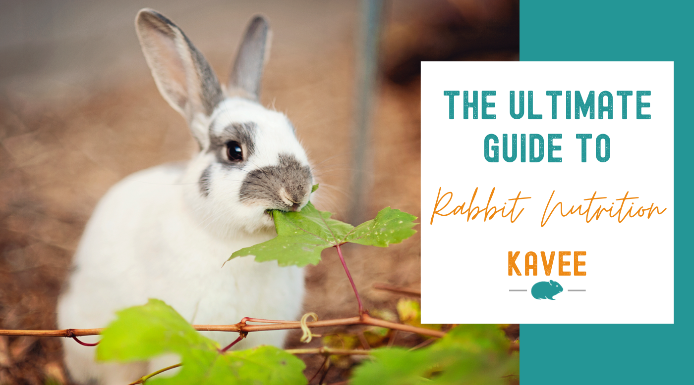 Rabbit Nutrition Guide What to Feed Your Rabbit for Optimal Health