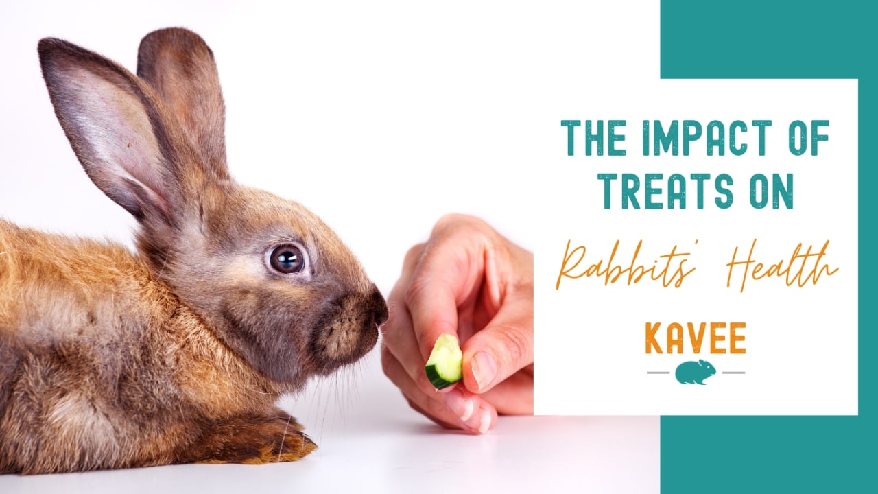 The impact of treats on rabbits' health