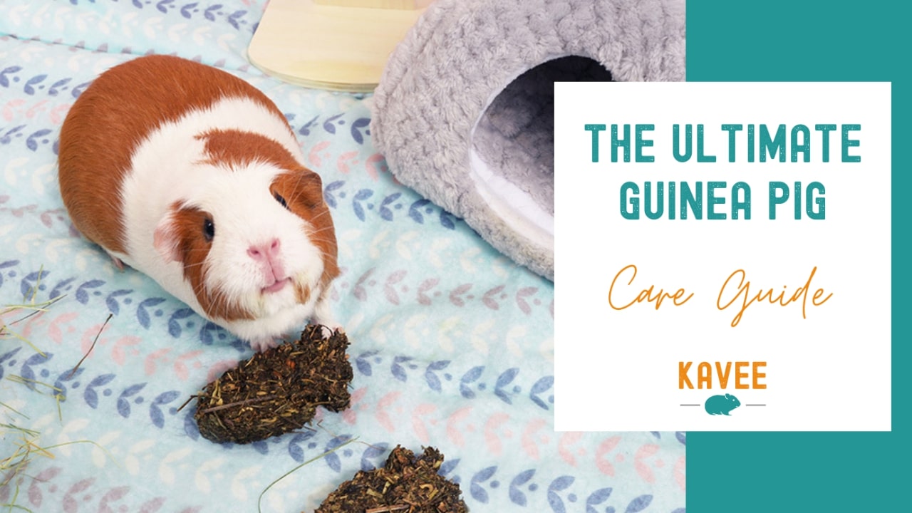 The Ultimate Guinea Pig Care Guide