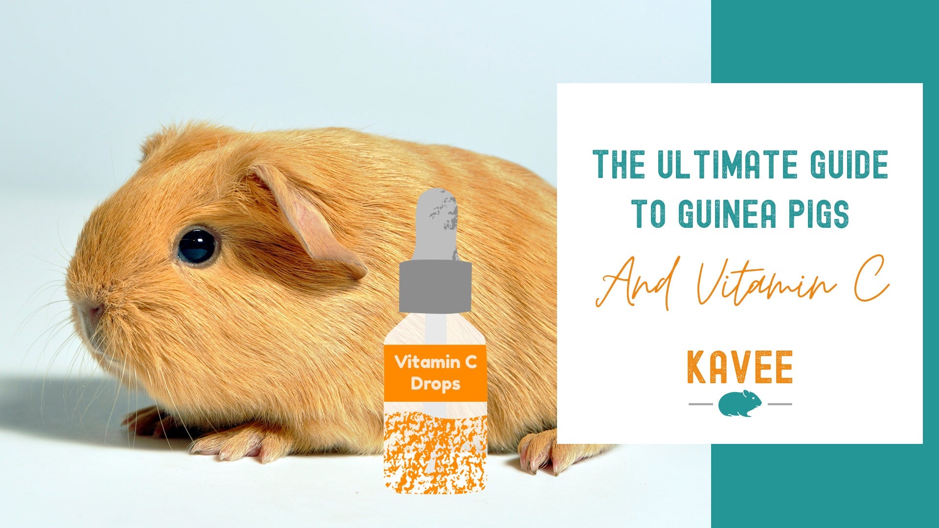 Guinea Pig Kidney Disease Vitamin A Since Birth photo