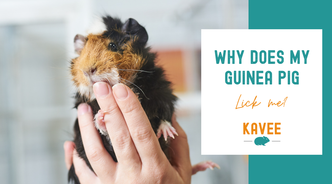 Why does my guinea pig lick me blog