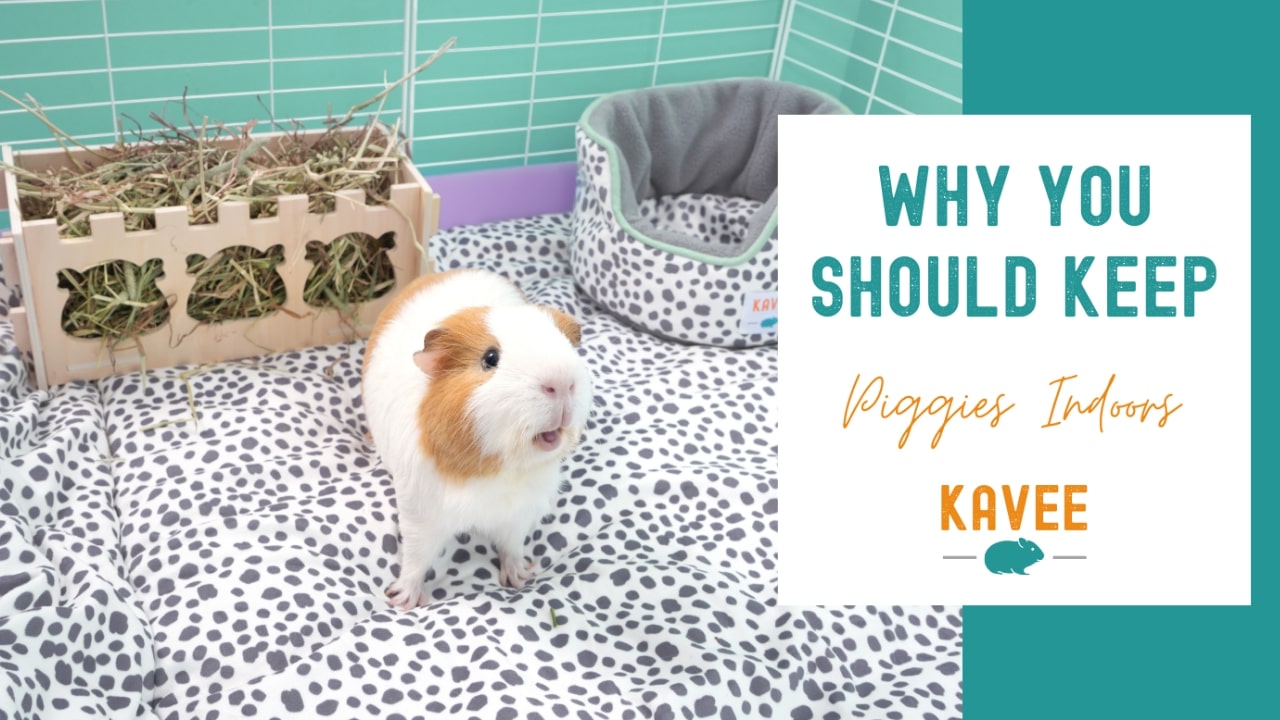 Why you should keep guinea pigs indoors