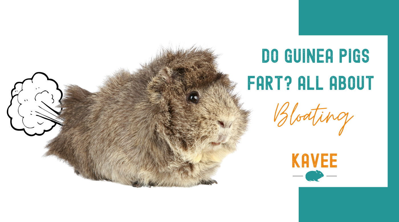 Do Guinea Pigs Fart All about bloating Kavee Blog