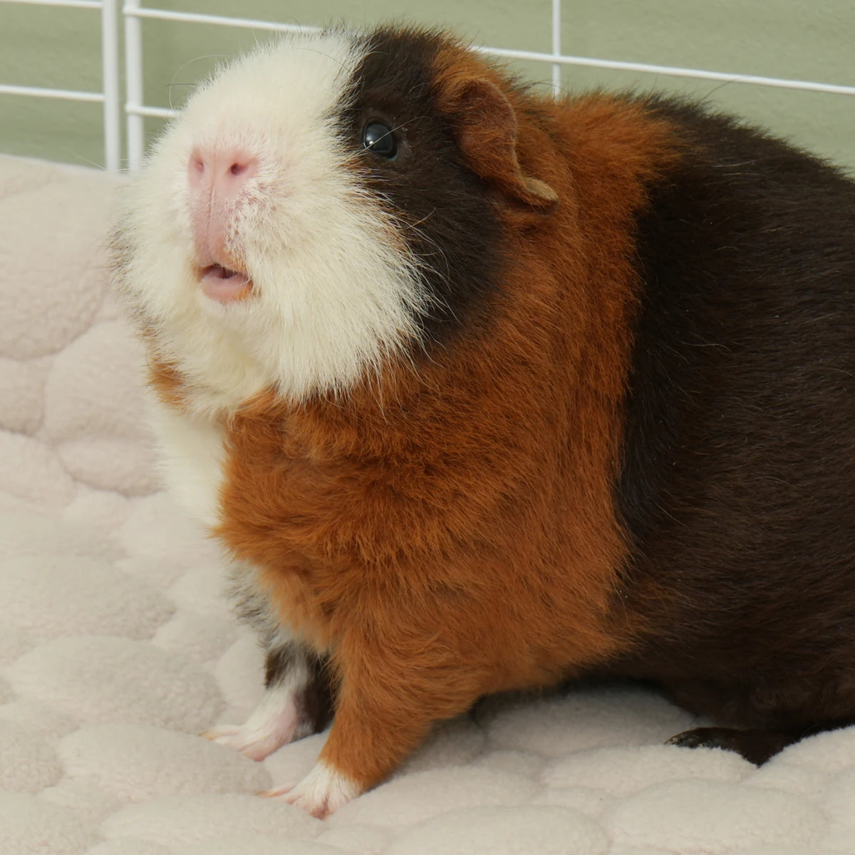 The Cloud™ Fleece Liner in Nude, in a guinea pig habitat