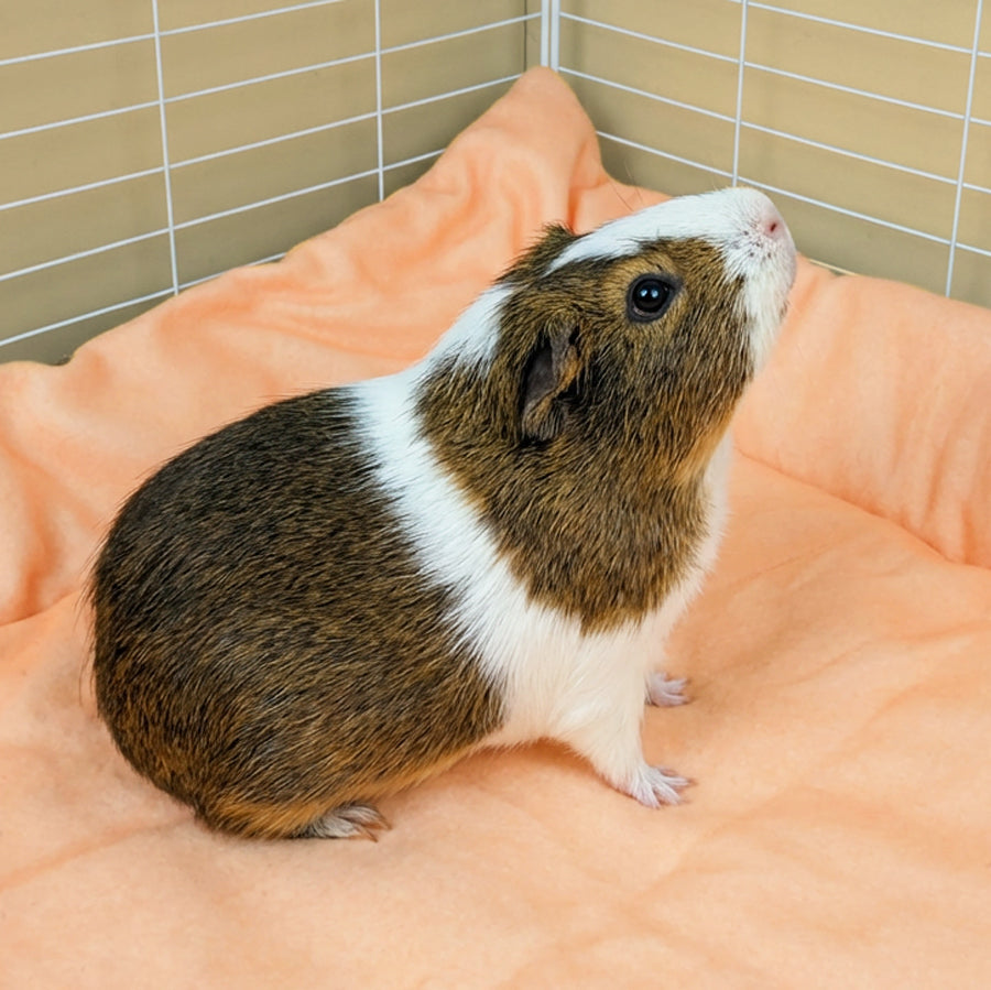 Plush Fleece Liner for Guinea Pigs | Pigcasso Collection