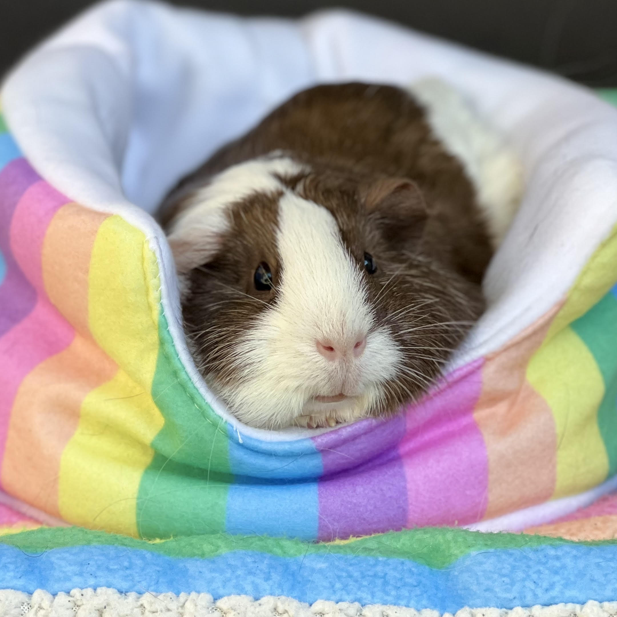brown and white guinea pig using a rainbow fleece sofa cuddle cup bed accessory from kavee