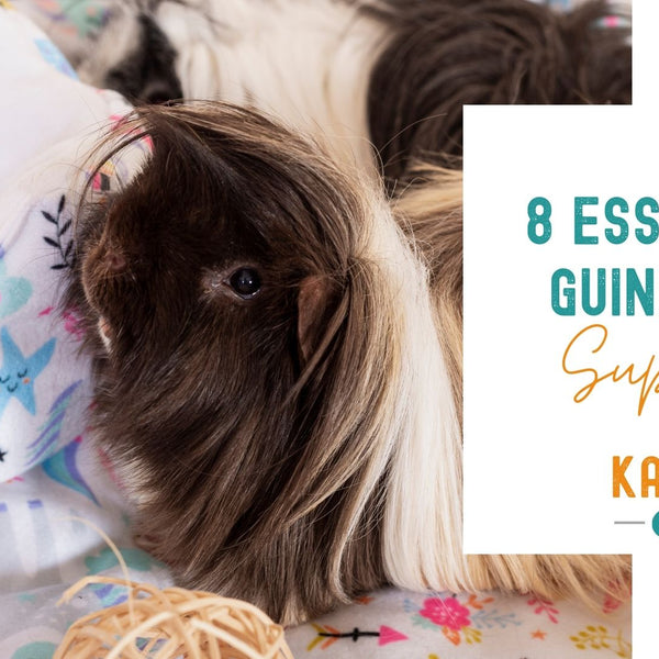 8 Essential Guinea Pig Supplies For Your Pets Kavee USA