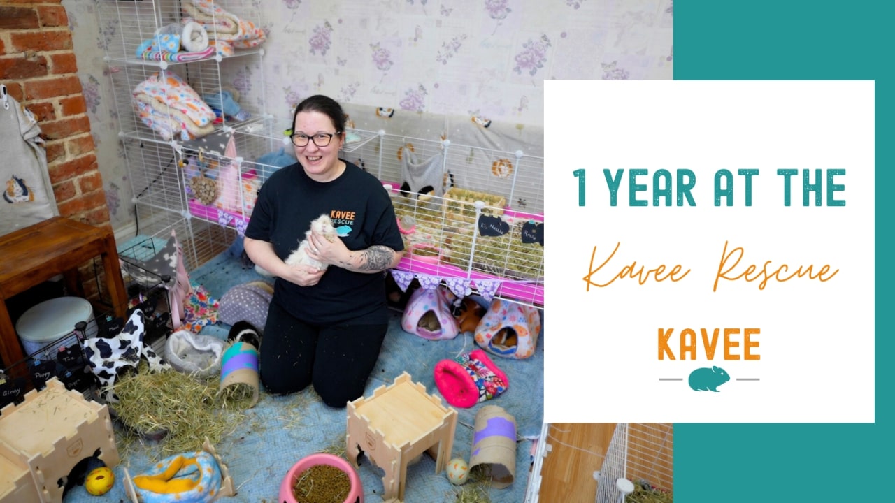 1 Year at the Kavee Rescue 1 Year at the Kavee Rescue