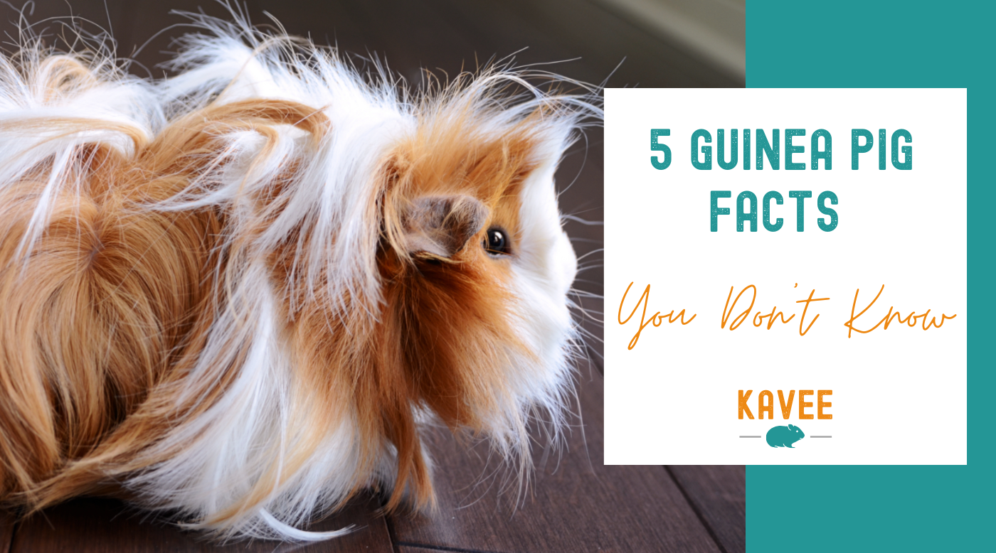 5 Guinea Pig Facts