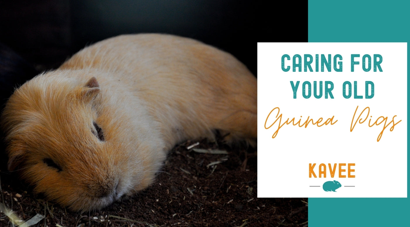 How Long Do Guinea Pigs Live Senior Guinea Pig Care