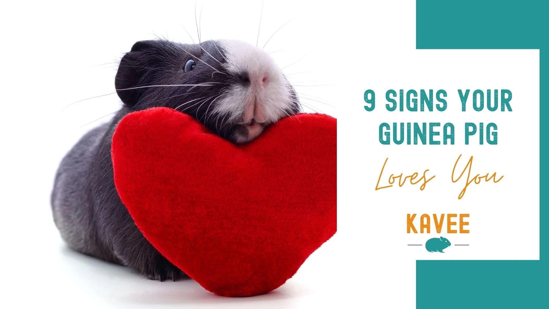 9 Signs Your Guinea Pig Really Loves You 9 Signs Your Guinea Pig Really Loves You