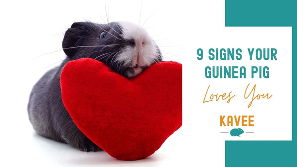 9 Signs Your Guinea Pig Loves You