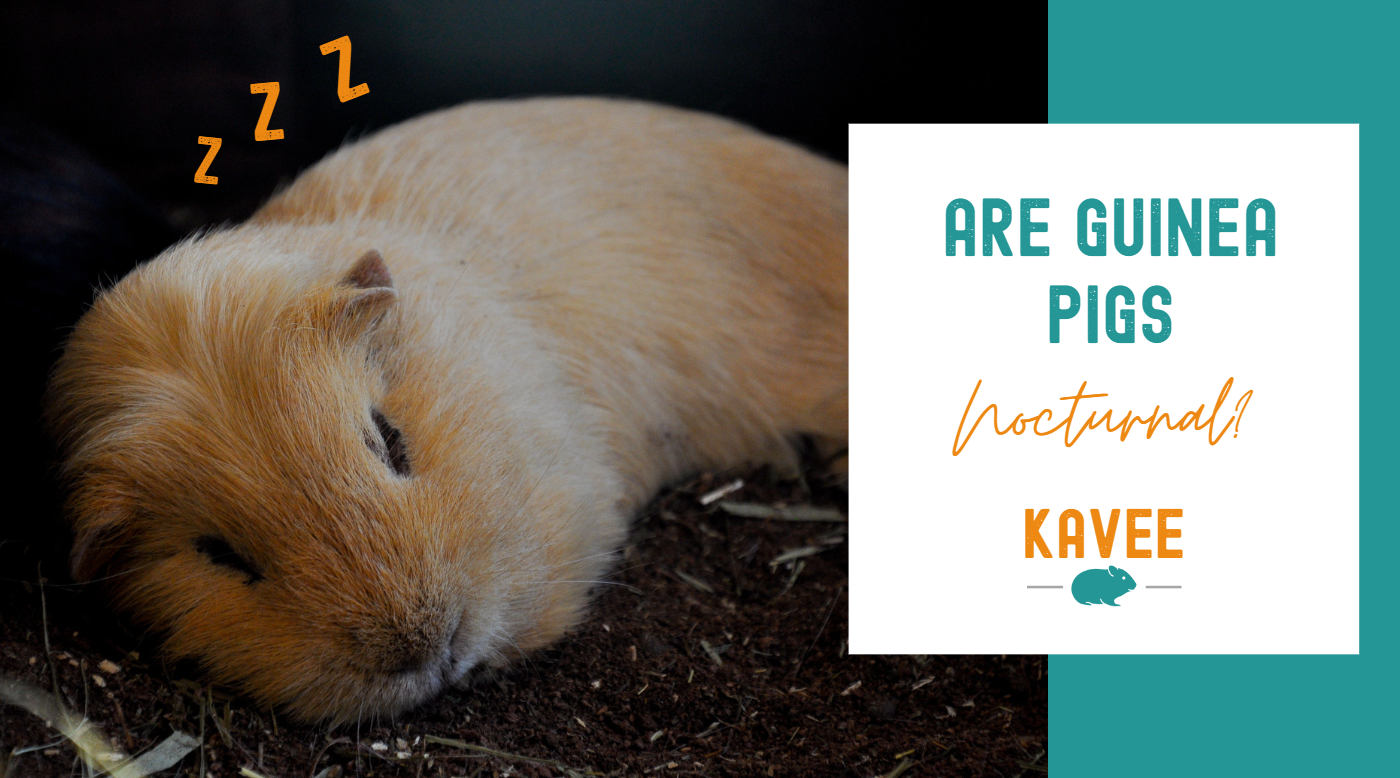 Are Guinea Pigs Nocturnal? (and their sleep patterns) Are Guinea Pigs Nocturnal? (and their sleep patterns)