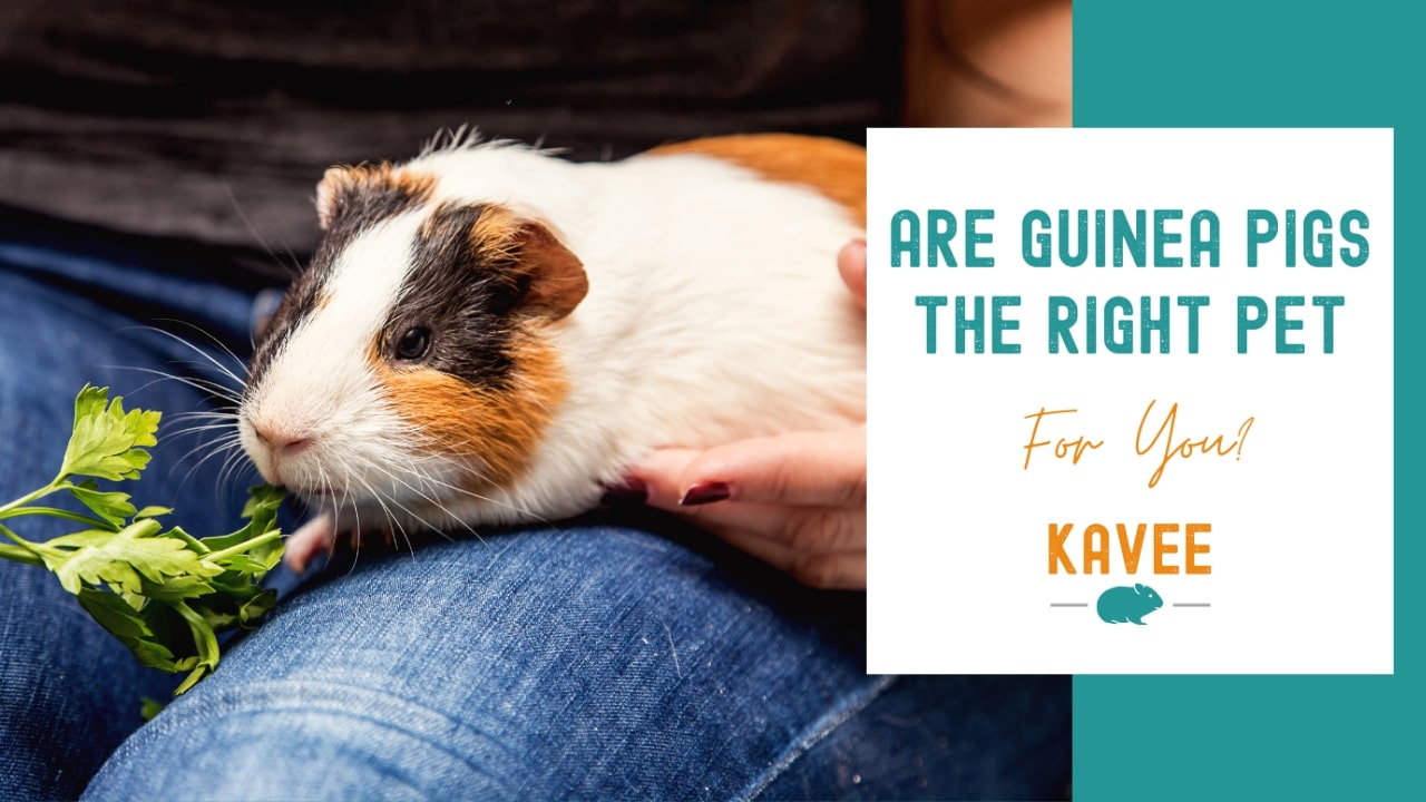 Are guinea pigs the right pet for you