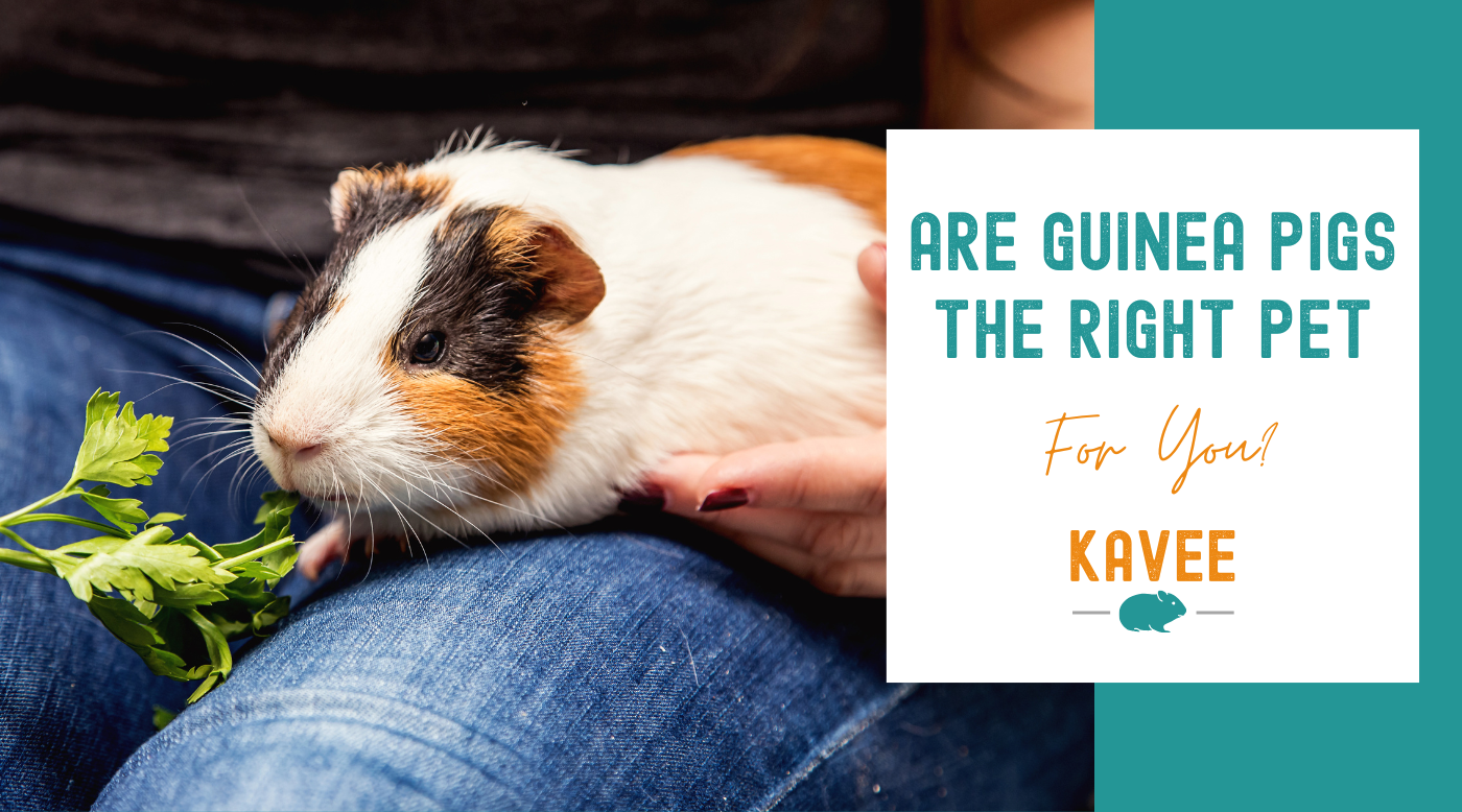 Are guinea pigs the right pet for you