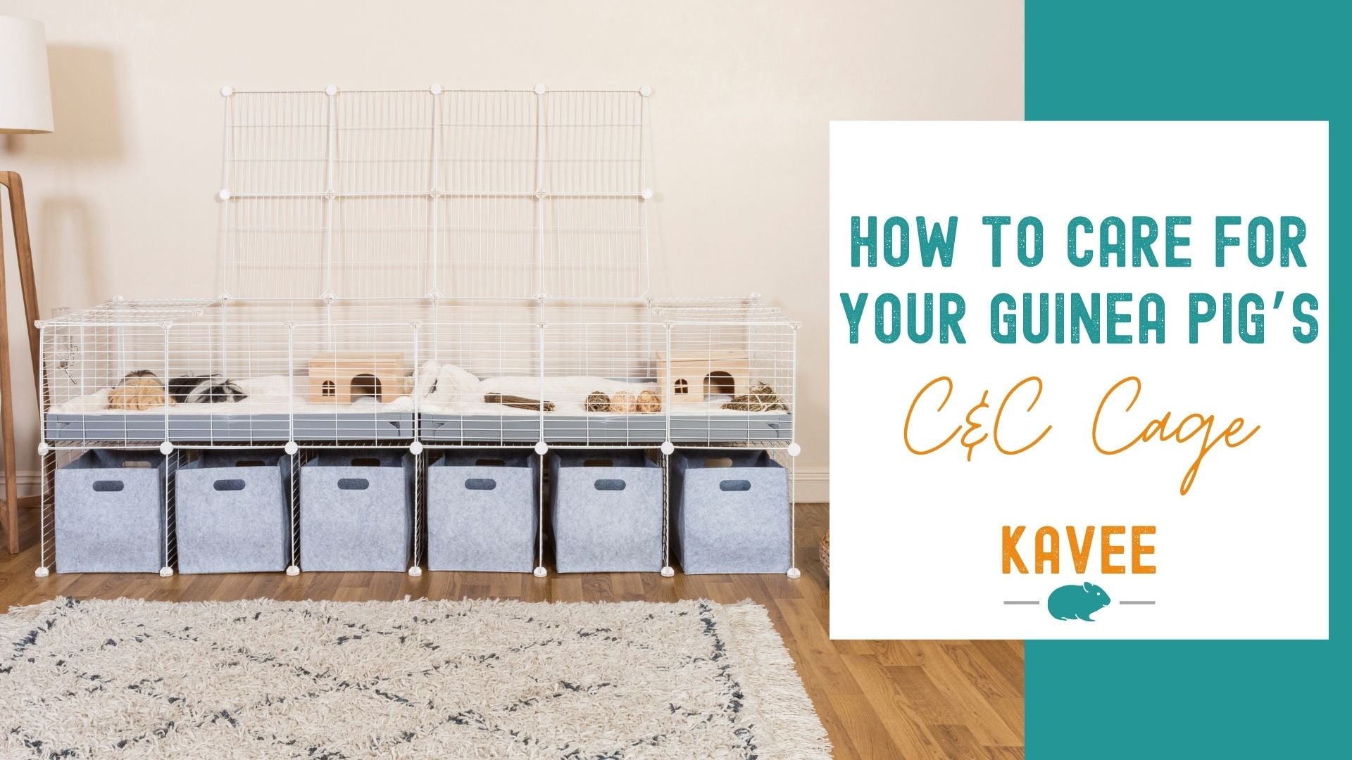 How to care for your Guinea Pig’s C&C Cage?