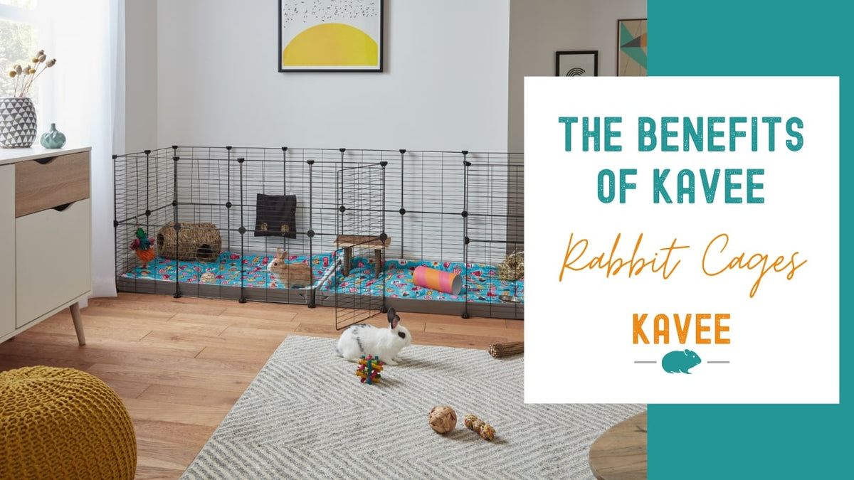 Choosing Kavee: Top Reasons to Buy Our Rabbit Cages