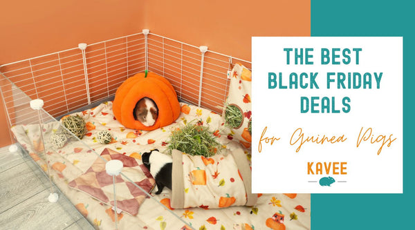 Best Black Friday Deals for Guinea Pigs